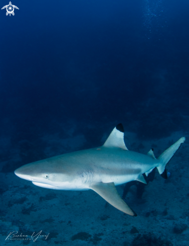 A Carcharhinus limbatus | Blacktip