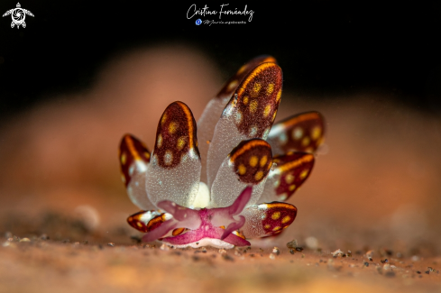 A Cyerce kikutarobabai - Kikutaro's Butterfly slug | Nudibranch