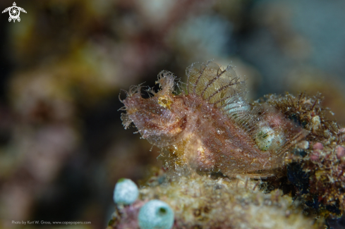 A Rhinopias eschmeyeri, Paddle Flap Scorpionfish | Rhinopias, Schluckspecht