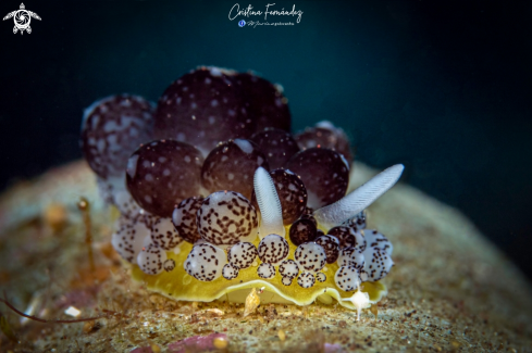 A Ceratophyllidia sp - Black-Balls Ceratophyllidia  | Nudibranch