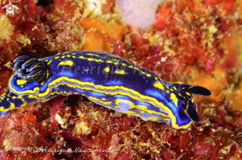 A Hypselodoris cantabrica | Nudibranch