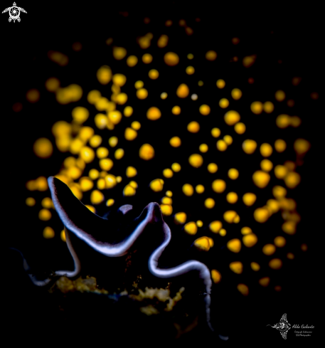 A Thysanozoon nigropapillosum  (Hyman, 1959) | Polyclad Flatworm