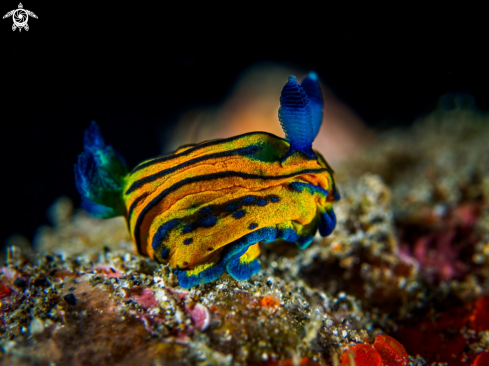 A Tambja sp. | Nudibranch