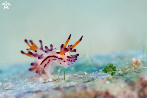 A Nudibranch 