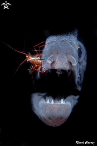 A Moray eel & Cleaning shrimp