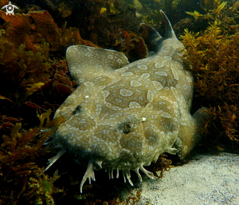 A Spotted wobbegong
