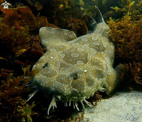 A orectolobus maculatus | Spotted wobbegong