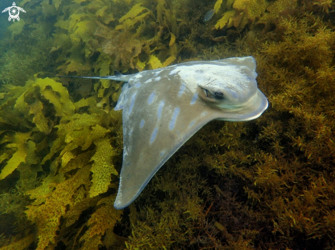 A Southern eagle ray