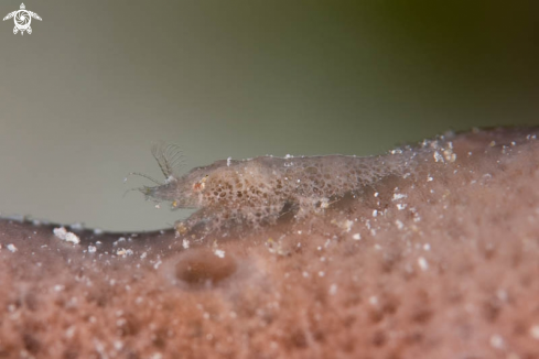 A Cryptic Sponge Shrimp 