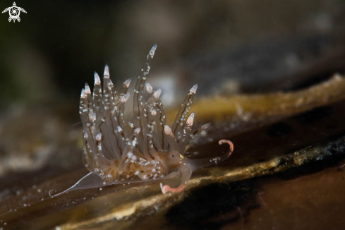 A Nudibranch 