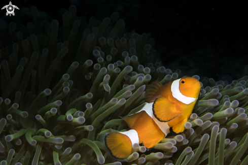 A Anemone fish