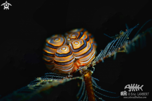 A Donut nudibranch 