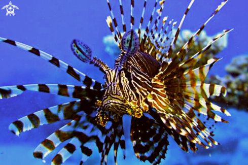 A Scorpionfish