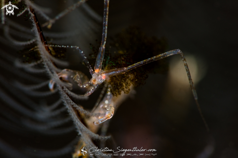 A Caprella sp. | Skeleton Shrimp