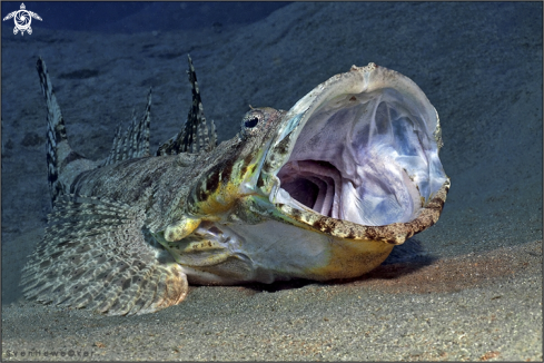 A Tentacled flathead 