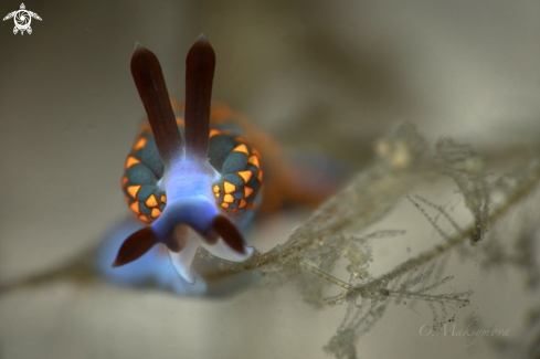 Nudibranch Trinchesia sp.