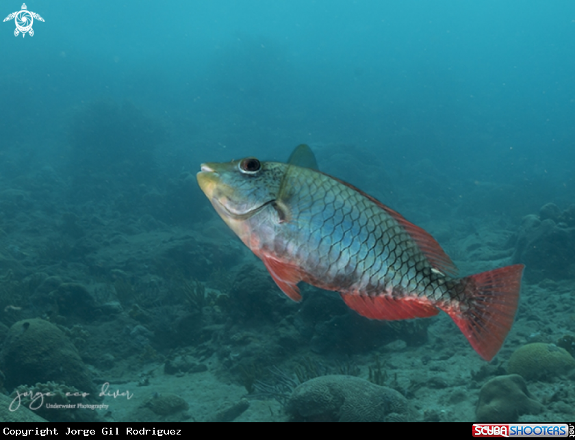 A Redband Parrotfish