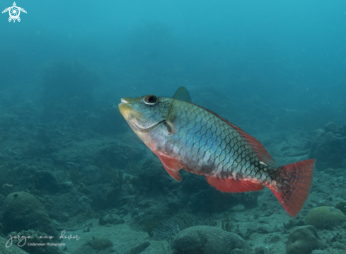 A Redband Parrotfish