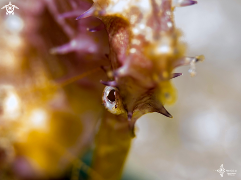 A Hippocampus histrix (Kaup, 1856) | Thorny Seahorse