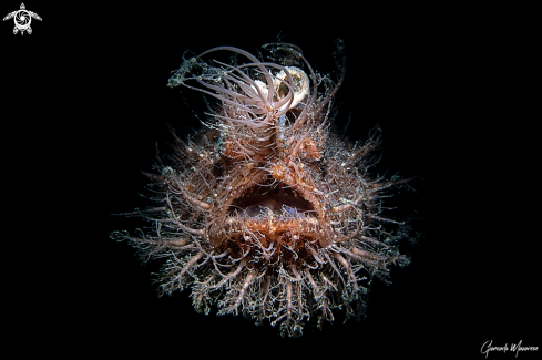 A Antennarius striatus | Hairy Frogfish