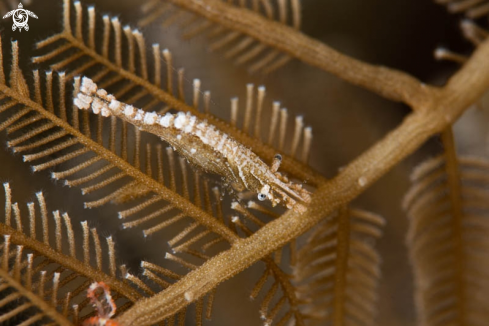 A Crinoid Shrimp 