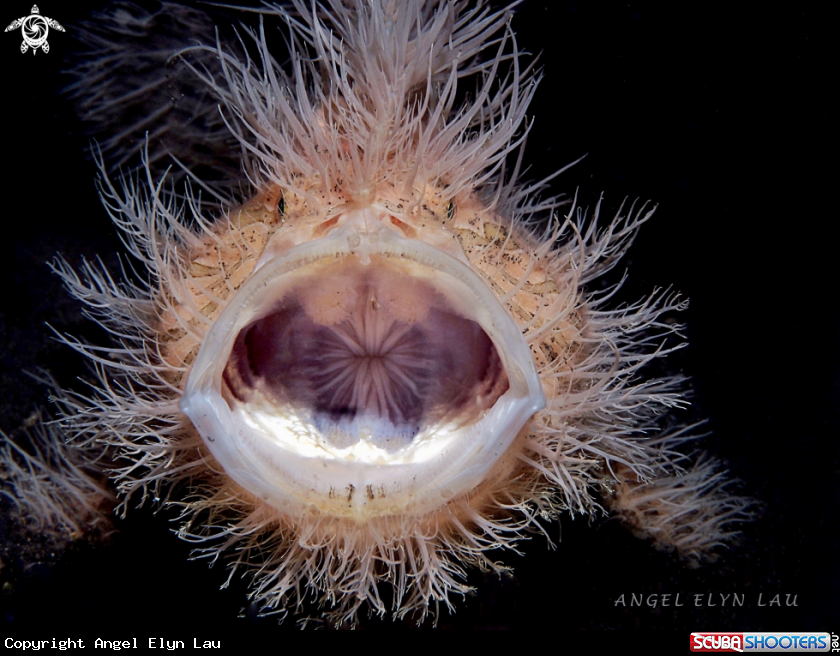 A Yawning hairy frogfish
