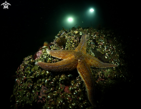 A Sea star