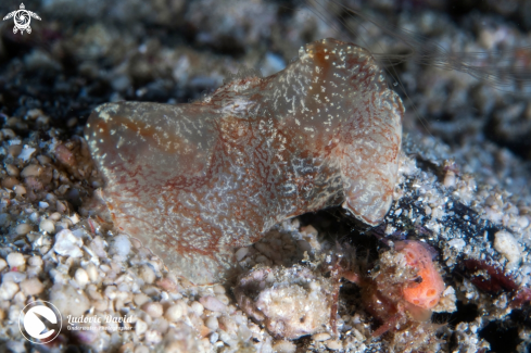 A Coeloplana meteoris | Crawling Comb Jelly