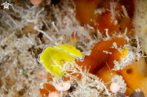 A Goniobranchus albopunctatus