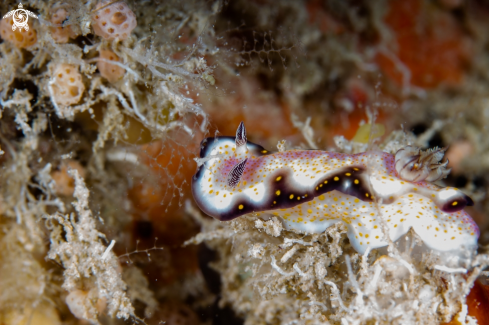 A Hypselodoris sp. 11 | Hypselodoris nudibranch