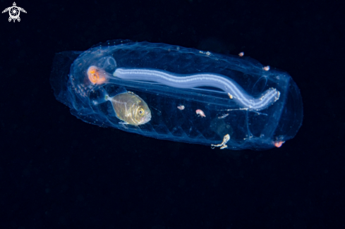 A Salp