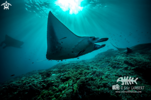 A Manta ray