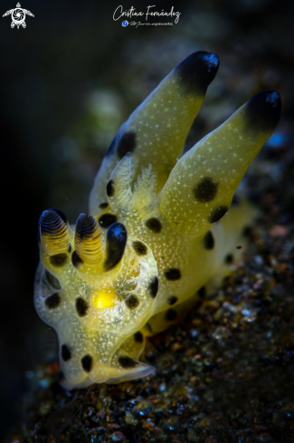 A Nudibranch