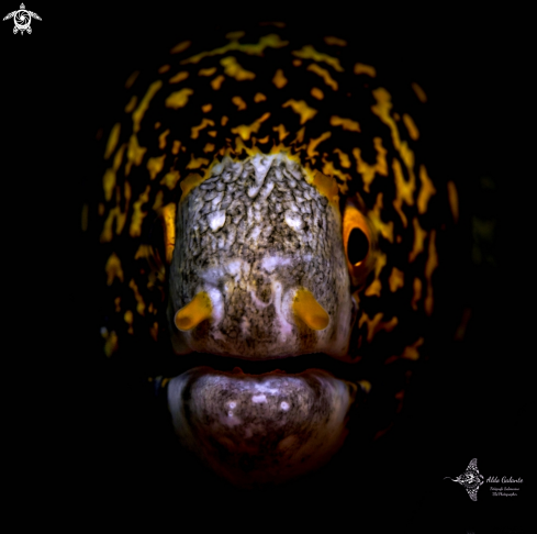 A Echidna nebulosa (Ahl, 1789) | Moray Eel