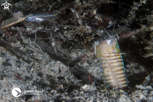 A Eunice aphroditois | Bobbit Worm