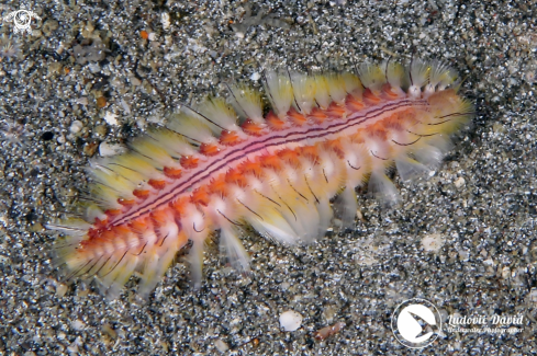 A Darklined Fireworm