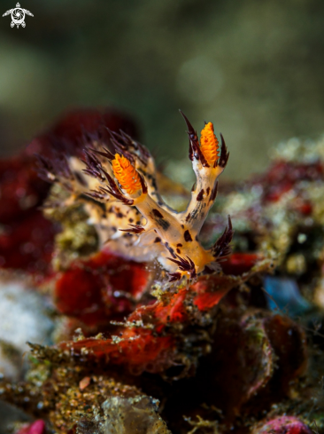 A Nudibranch