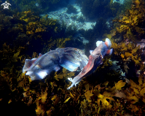 A Sepia apama | Australian giant cuttlefish