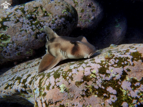 A Crested horn shark