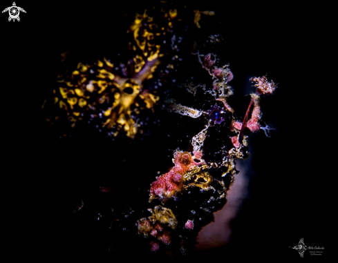 A Black Frogfish