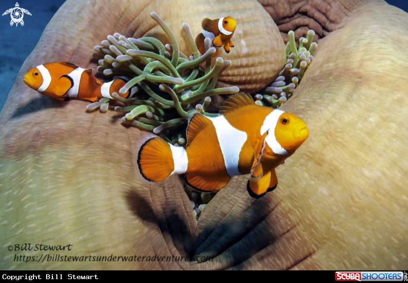 A Ocellaris Clownfish