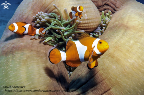 A Amphiprion ocellaris | Ocellaris Clownfish