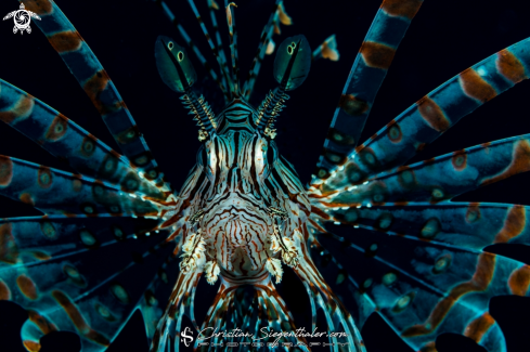 A Lionfish