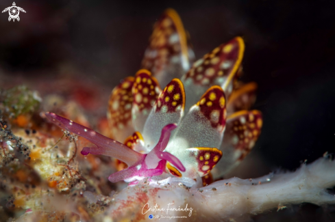 A Cyerce kikutarobabai - Kikutaro's Butterfly slug | Nudibranch