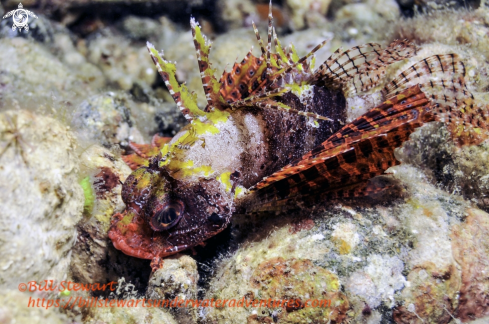 A Shortfin Lionfish