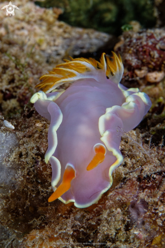 A Hexabranchus sanguineus | Spanish Dancer