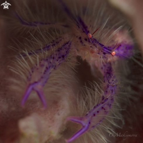 A Pink hairy squat lobster (Lauriea siagiani)