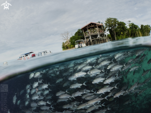 A Caranx hippos | Jackfish