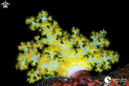 A Dendronephthya hemprichi | Hemprich’s soft coral