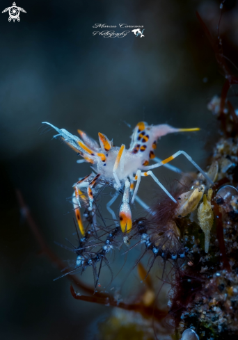 A Tiger Shrimp